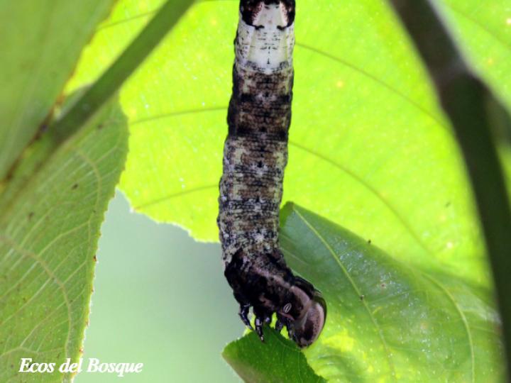 Pachylia ficus (Esfinge de la higuera) Larva