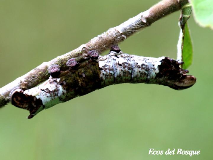 Pachylia ficus (Esfinge de la higuera) Larva
