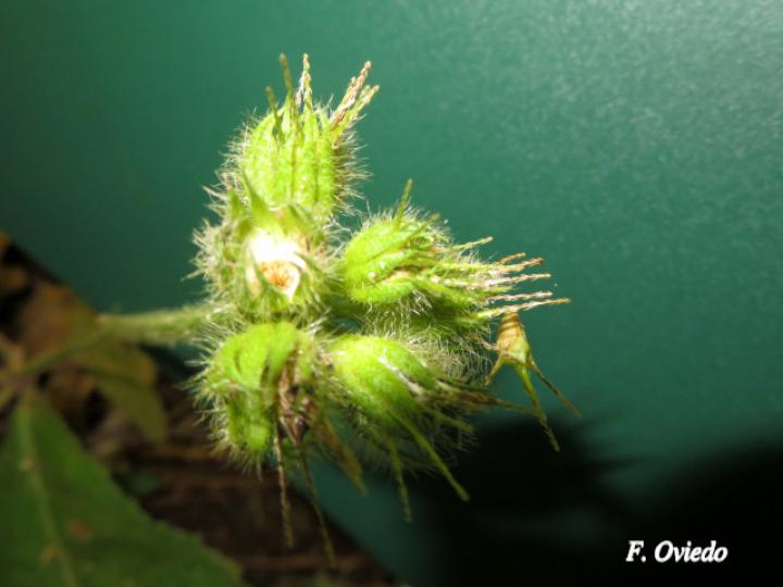 Pavonia castaneifolia