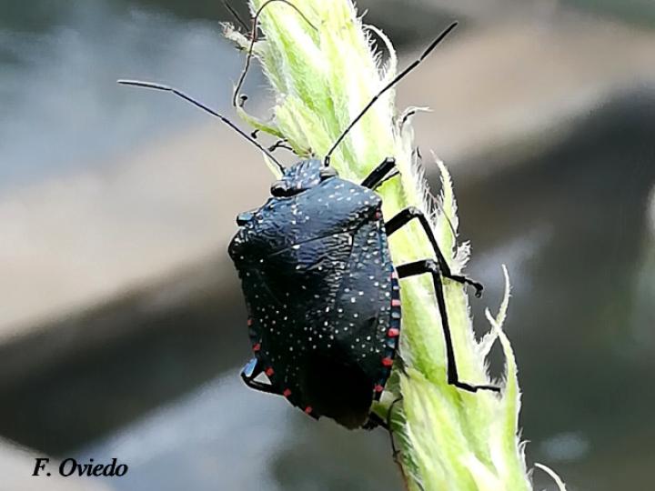 Pellaea stictica (Chinche)