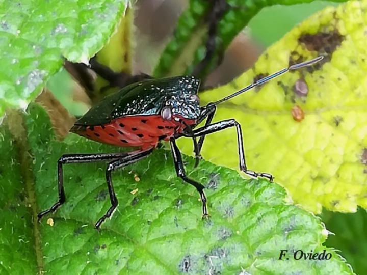 Pellaea stictica (Chinche)