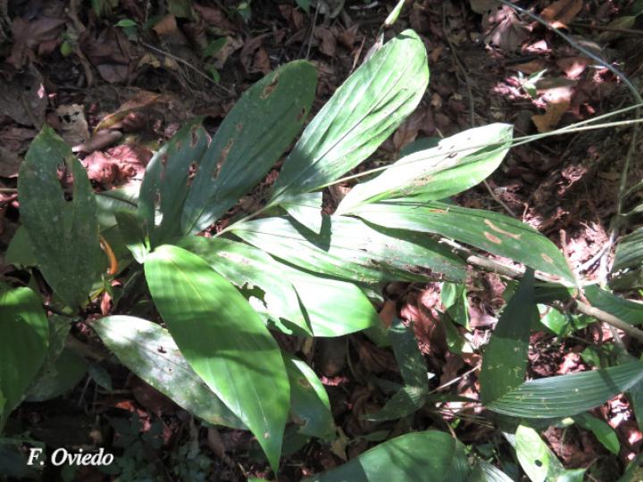 Pharus latifolius (Yerba de hierro)