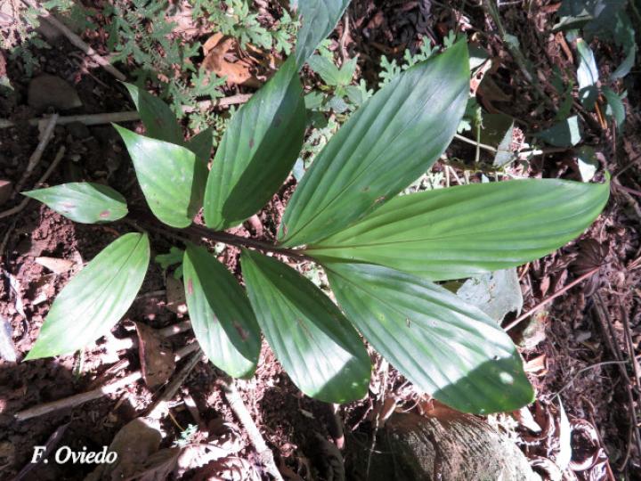 Pharus latifolius (Yerba de hierro)