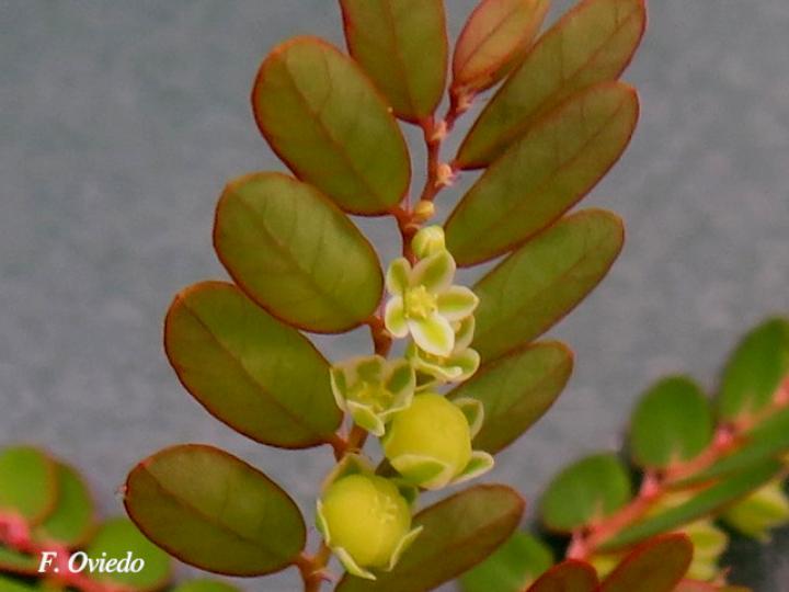 Phyllanthus stipulatus