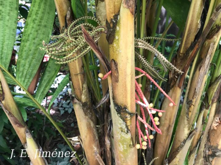 Pinanga kuhlii (Pinanga)