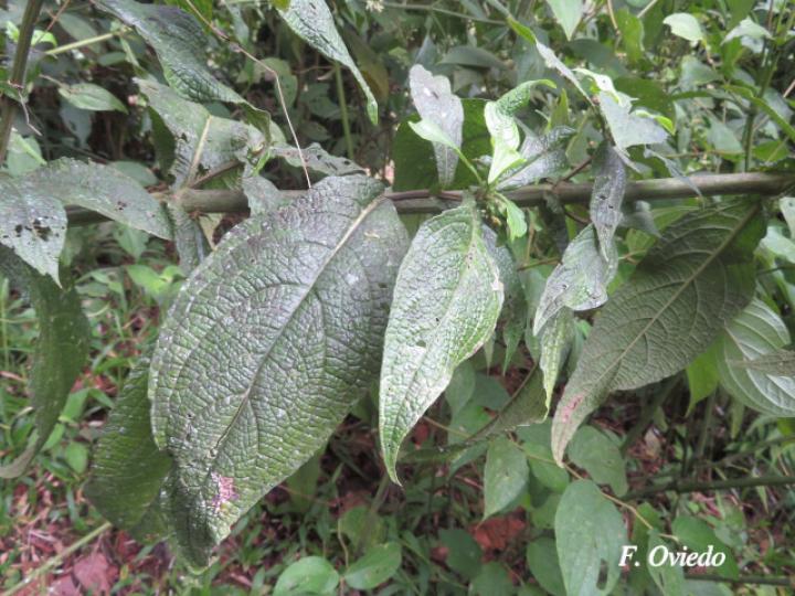 Polyanthina nemorosa