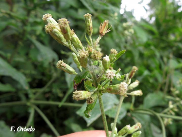 Polyanthina nemorosa
