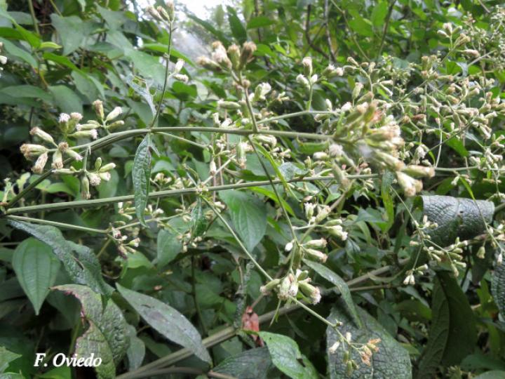 Polyanthina nemorosa