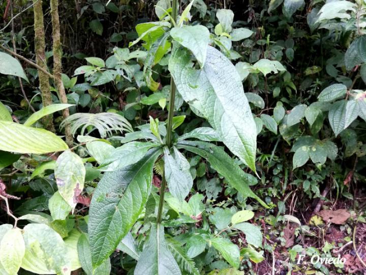 Polyanthina nemorosa