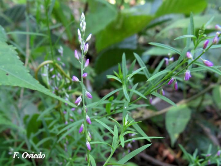 Polygala paniculata (Cofalillo)