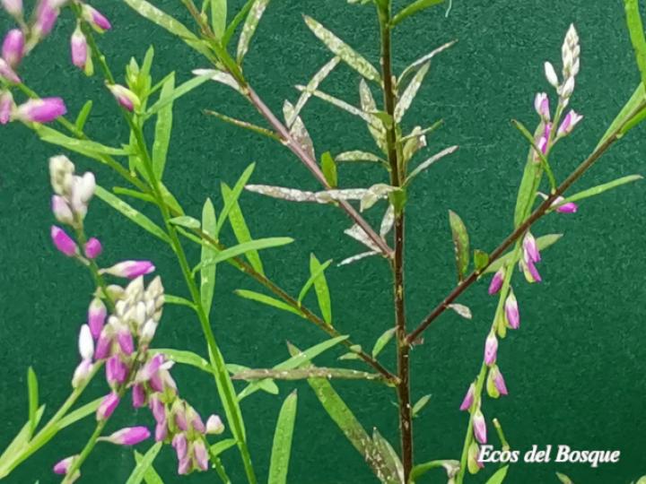 Polygala paniculata (Cofalillo)