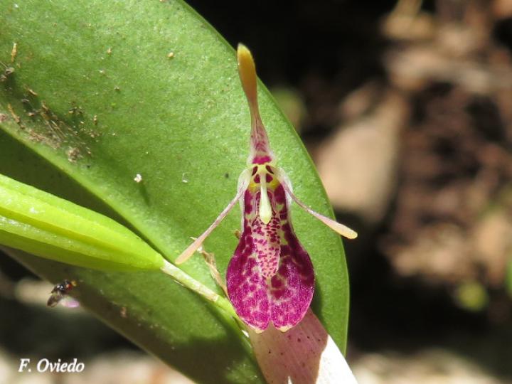 Restrepia muscifera