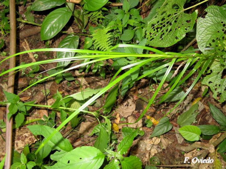 Rhynchospora polyphylla