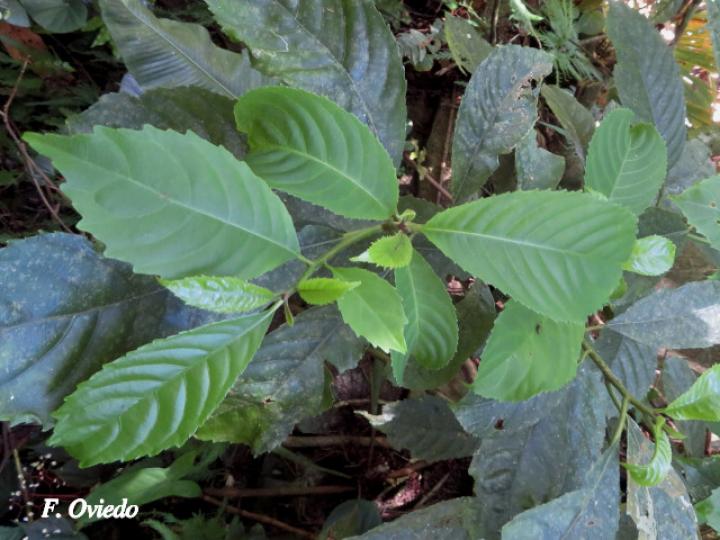 Saurauia yasicae (Moquillo)