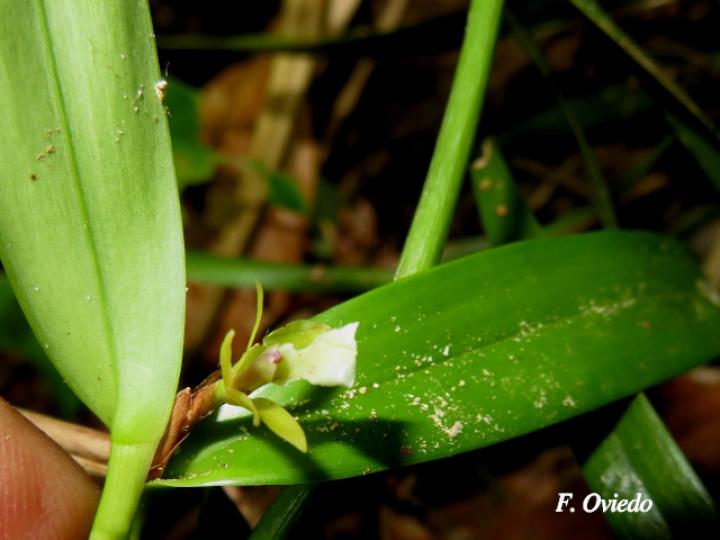 Scaphyglottis bilineata