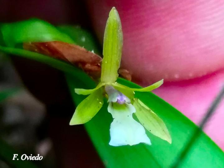 Scaphyglottis bilineata