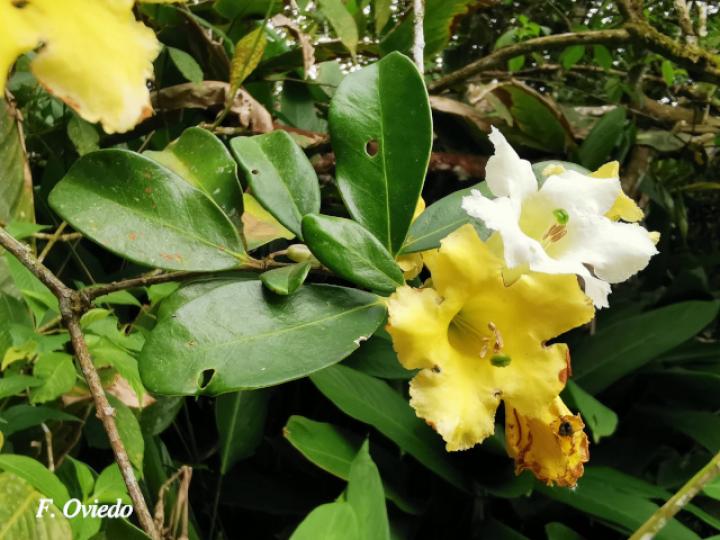 Schultesianthus leucanthus (Montano)