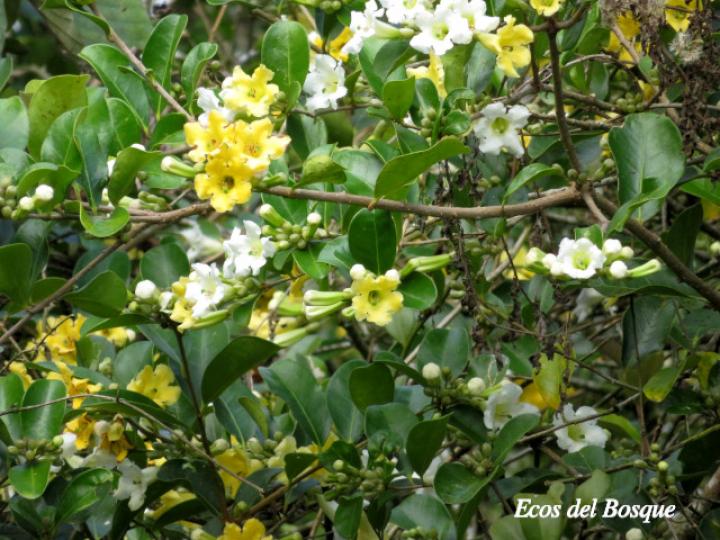 Schultesianthus leucanthus (Montano)