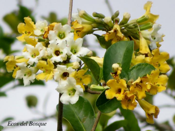 Schultesianthus leucanthus (Montano)