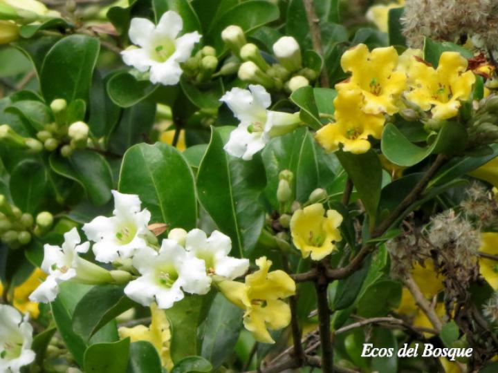 Schultesianthus leucanthus (Montano)