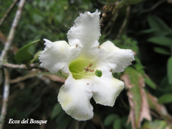 Schultesianthus leucanthus (Montano)