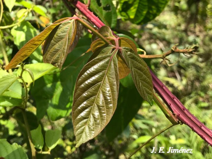 Serjania mexicana (Bejuco espinoso)