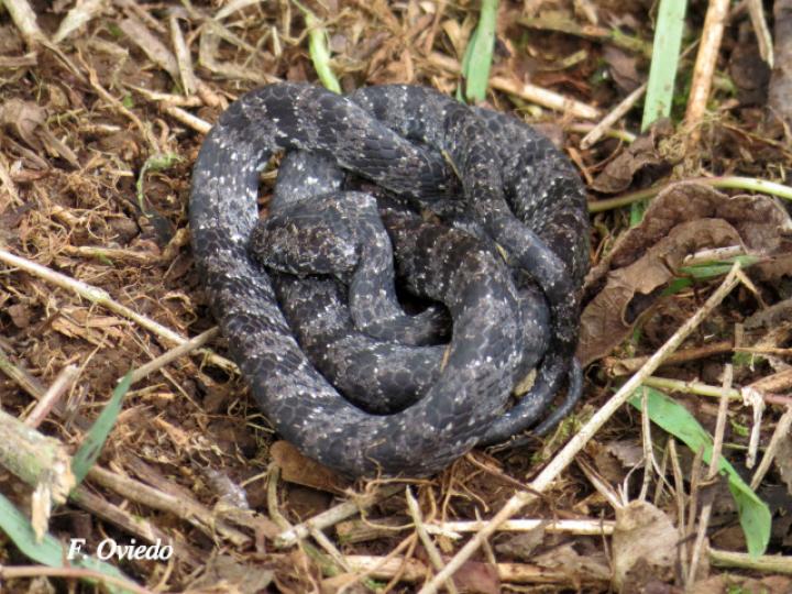 Sibon nebulatus (Caracolera común)