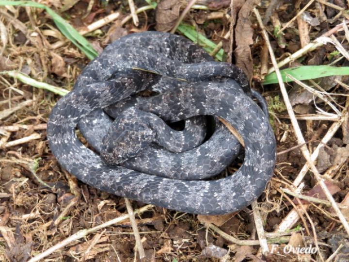 Sibon nebulatus (Caracolera común)