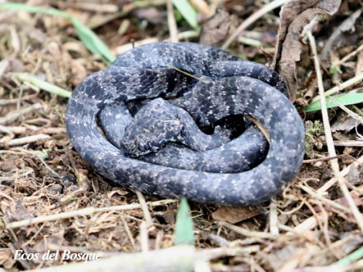 Sibon nebulatus (Caracolera común)