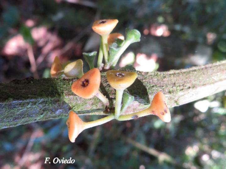 Siparuna pauciflora (Limoncillo, Pasmo)