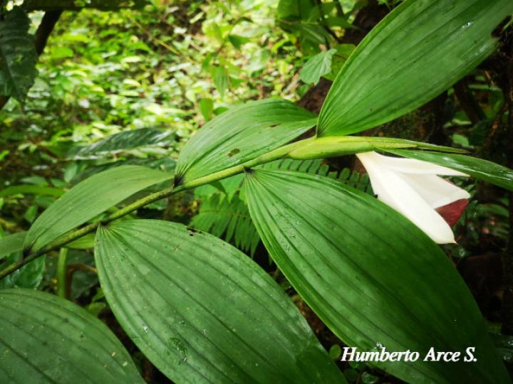 Sobralia helleri (Flor de un día)