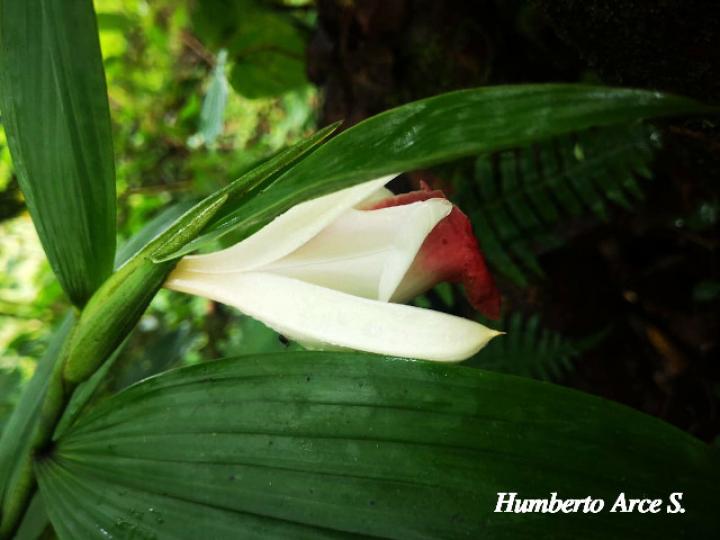 Sobralia helleri (Flor de un día)