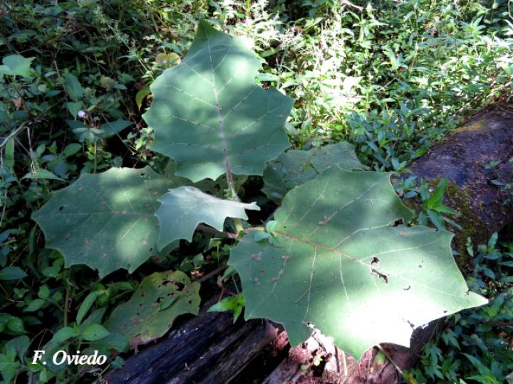 Solanum candidum (Huevos de perro)