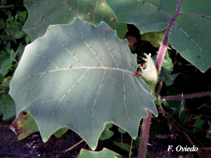 Solanum candidum (Huevos de perro)