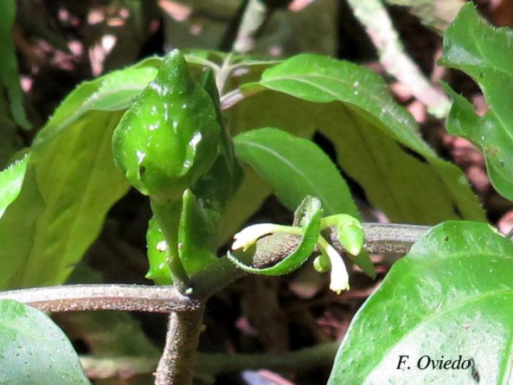 Solanum trizygum