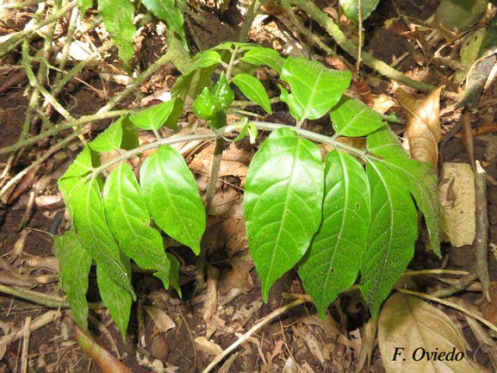 Solanum trizygum