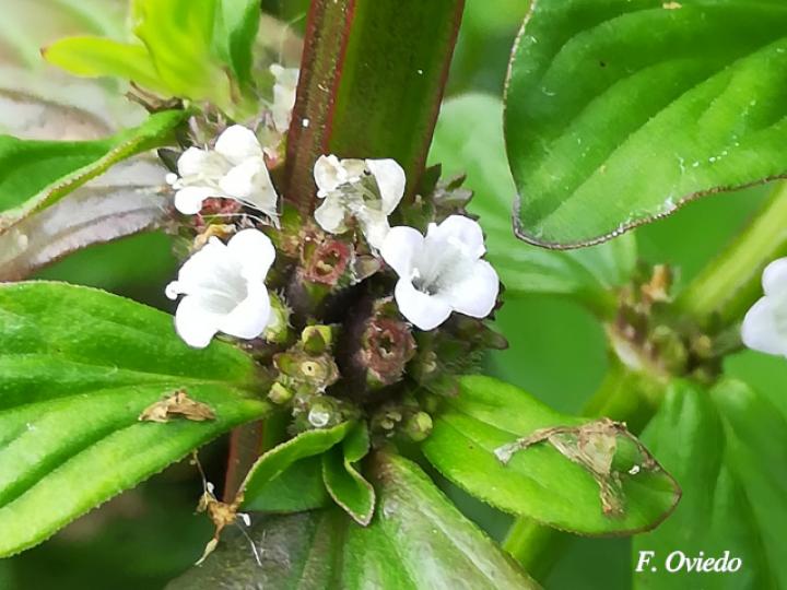 Spermacoce alata (Mielcilla)