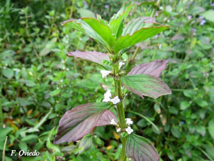 Spermacoce alata (Mielcilla)