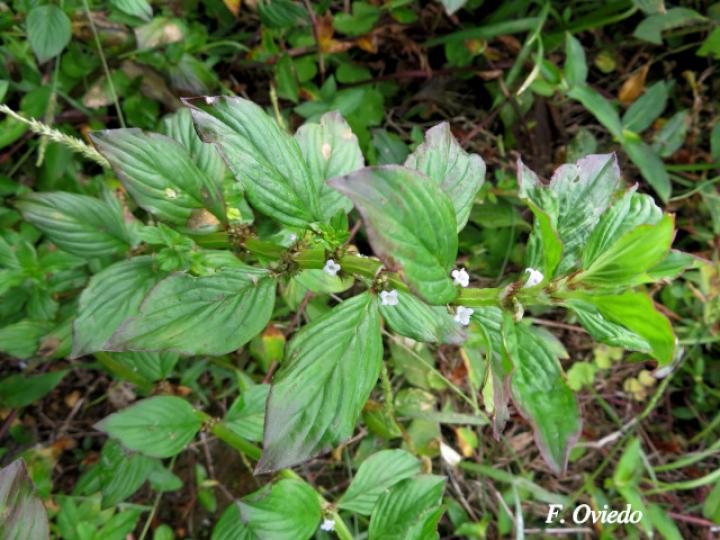 Spermacoce alata (Mielcilla)