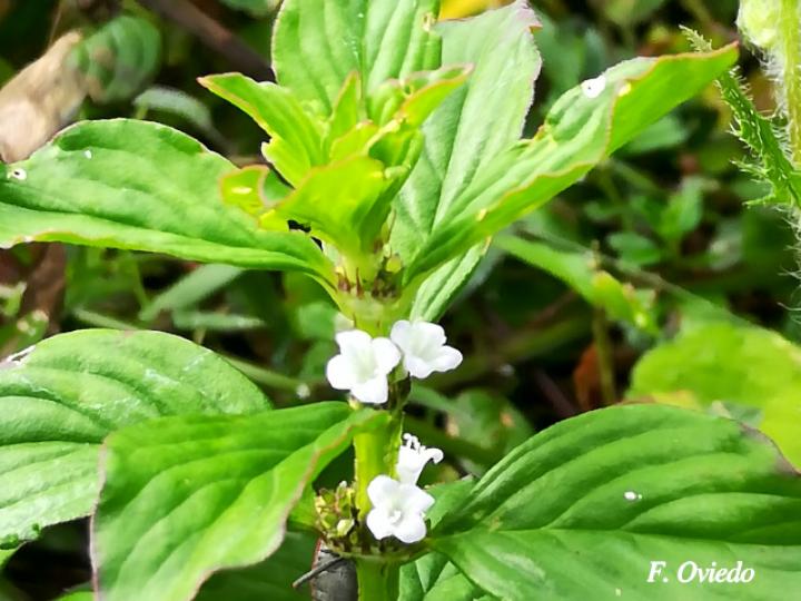 Spermacoce alata (Mielcilla)