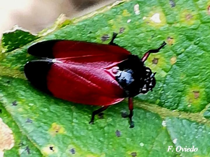 Sphenorhina conspicua (Salivazos)