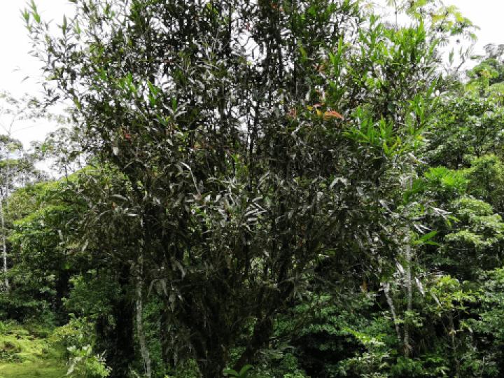 Syzygium jambos (Manzana rosa)