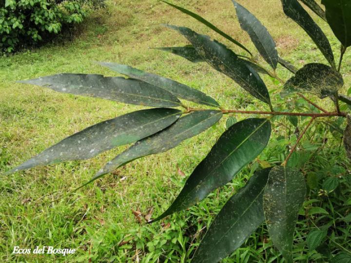 Syzygium jambos (Manzana rosa)