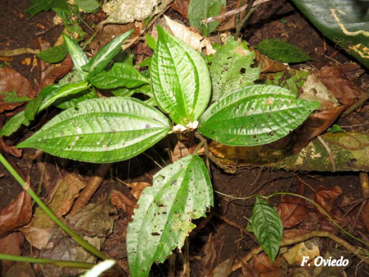 Triolena hirsuta