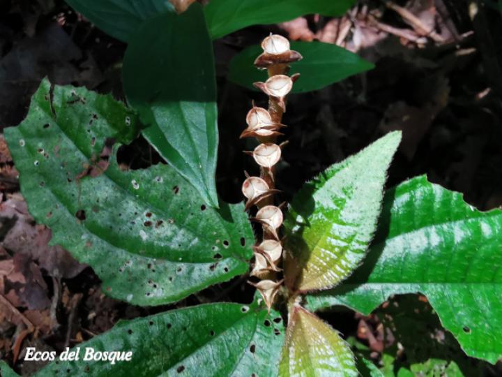Triolena hirsuta