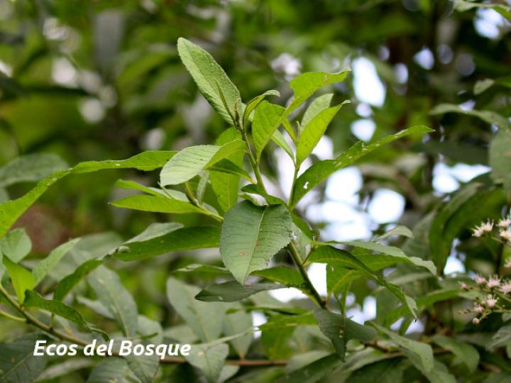 Vernonanthura patens (Tuete)