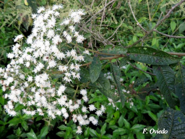 Vernonanthura patens (Tuete)