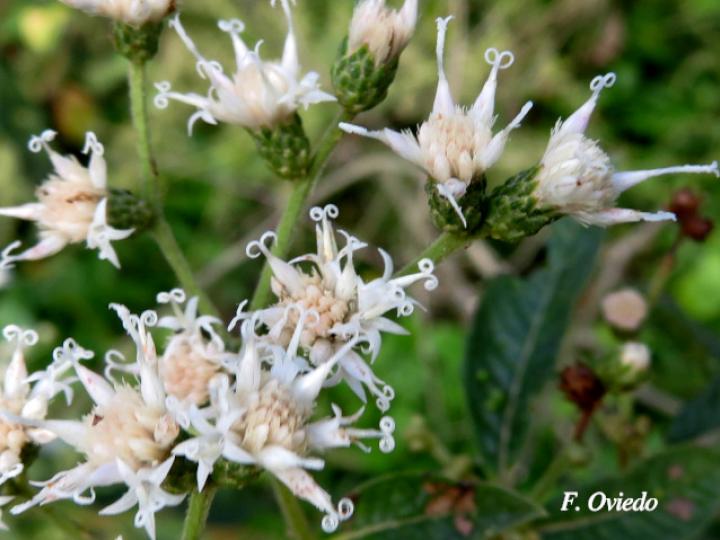 Vernonanthura patens (Tuete)