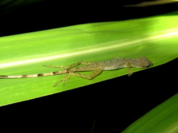 Anolis limifrons (Abaniquillo centroamericano)