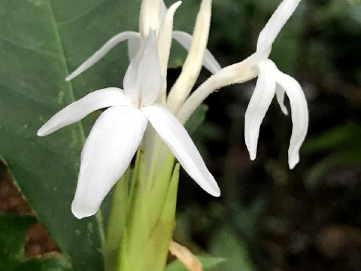 Aphelandra dolichantha